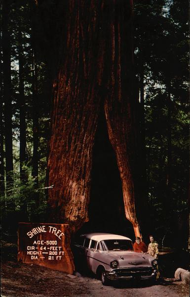 Historical Shrine Tree Myers Flat California