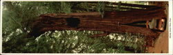 The Historic Shrine Drive-Thru Tree, the Original The Historic Shrine Drive-Thru Tree, the Original
