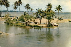 Tropical Palm Trees Large Format Postcard