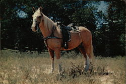 Palomina Horse Horses Large Format Postcard Large Format Postcard