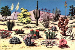 Cacti and Desert Flora of the Great Southwest Cacti and Desert Flora of the Great Southwest