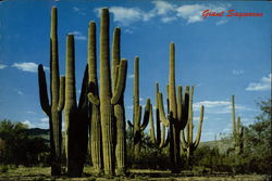 Giant Saguaros Large Format Postcard