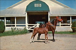 Sun's Carbon and his Colt Large Format Postcard