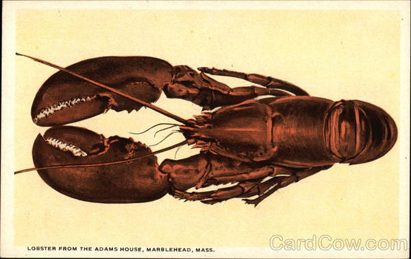 Lobster from the Adams House Marblehead Massachusetts
