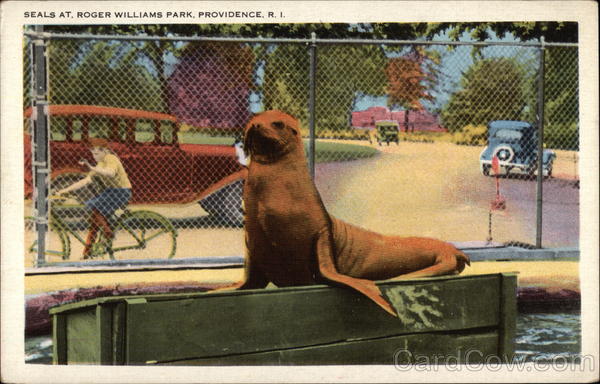 Seals at Roger Williams Park Providence Rhode Island
