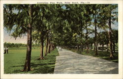 Australian Pine Walk Palm Beach, FL Postcard Postcard