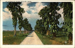 Avenue of Palms McAllen, TX Postcard Postcard