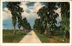 Avenue of Palms Postcard
