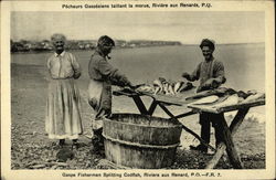 Gaspe Fishermen Splitting Codfish Postcard