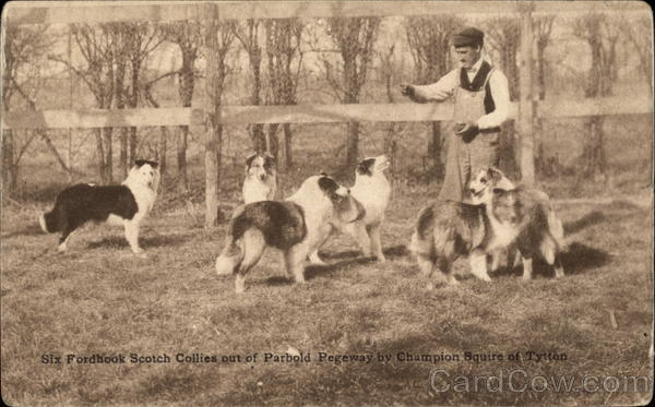 Six Fordhook Scotch Collies of Parbold Pegeway Scottish Terriers