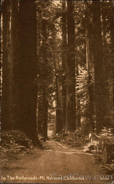 In The Redwoods Mount Hermon California