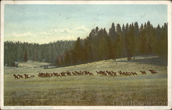 Herd of Wild Elk Yellowstone National Park Wyoming