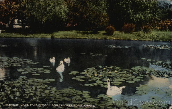 Scene in Gage Park - Swans and Cygnets Topeka Kansas