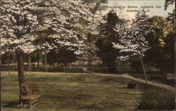 Dogwood in Bloom, Hobkirk Inn Postcard