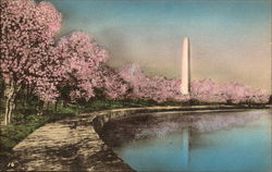 Cherry Blossoms and Washington Monument, Potomac Park Postcard