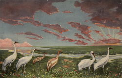 The Colorado Museum of Natural History Postcard