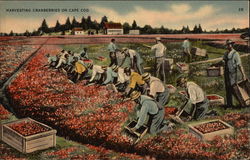 Harvesting Cranberries Postcard