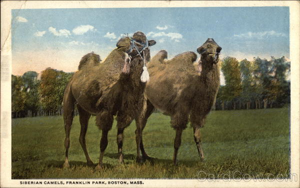 Siberian Camels, Franklin Park Boston Massachusetts