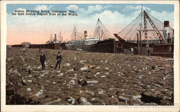 Cotton Shipping Scene Galveston Texas