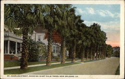 St. Charles Street, Showing Giant Palm Trees Postcard