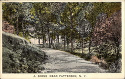 A woodland scene Postcard