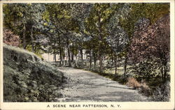 A woodland scene Postcard