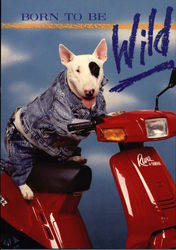 Spuds MacKenzie - Born to be Wild - Yamaha Riva Scooter