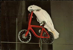 Paradise Park Postcard