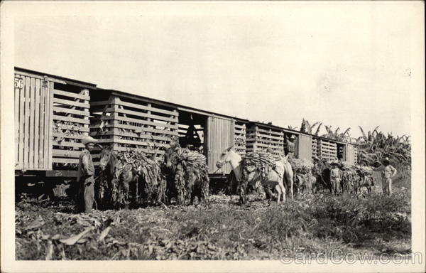 Loading Bananas Onto Train Honduras Central America