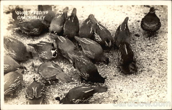 Quail Feeding Green Valley California