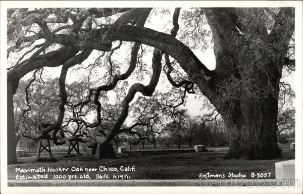 Mammoth Oak Chico California