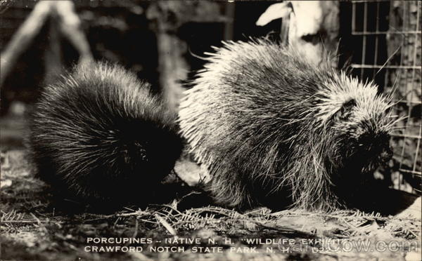 Porcupines, Crawford Notch State Park New Hampshire