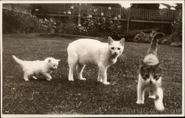 Cat and Kittens Cats