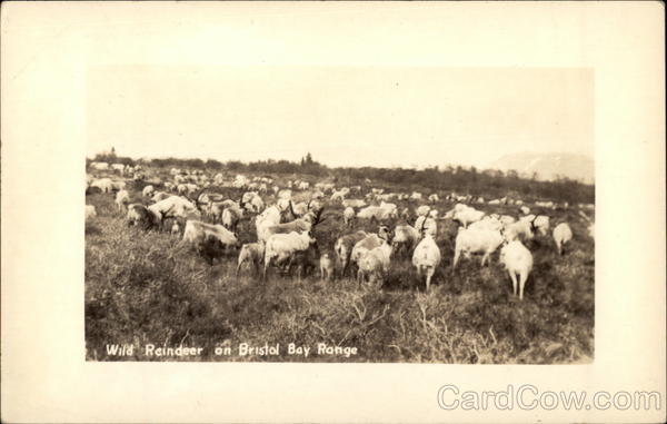 Wild Reindeer on Bristol Bay Range