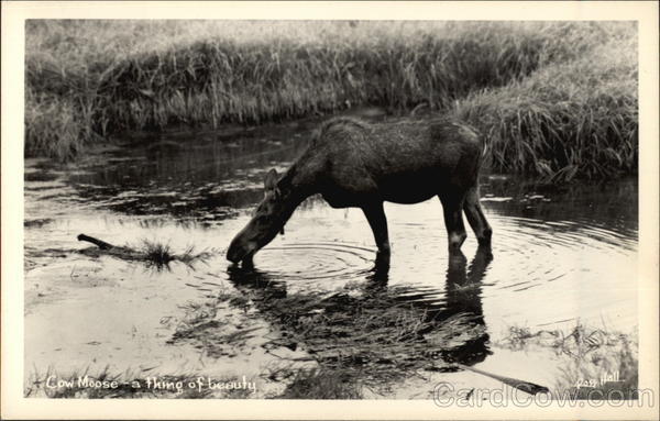 Cow Moose - A Thing of Beauty