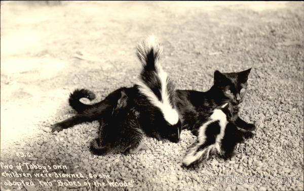 Tabby Cat Adopts Baby Skunks Cats