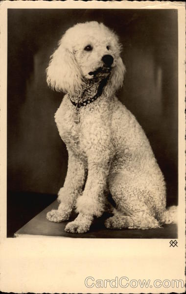 White Poodle Dogs