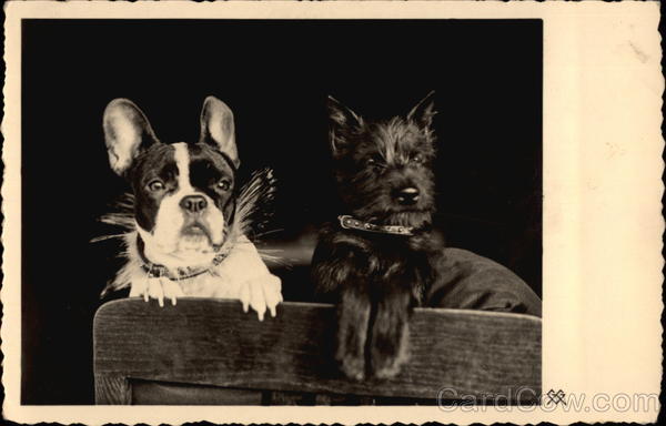 Two Dogs on Chair