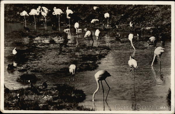 Flamingos Birds