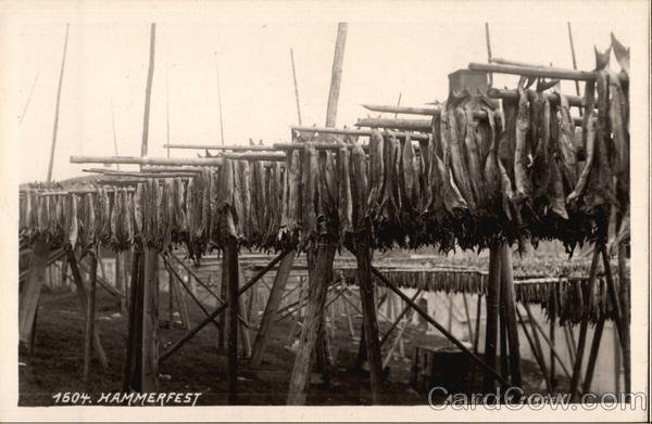 Drying Fish Hammerfest Norway