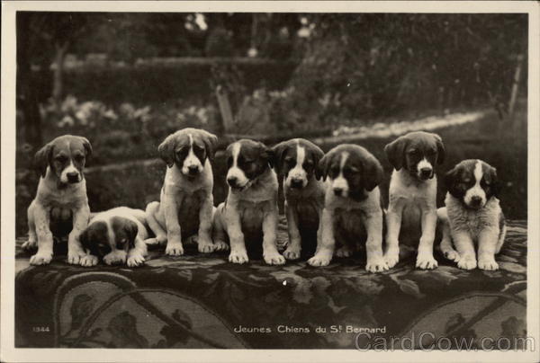 St. Bernard Puppies Saint Bernards
