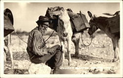 Nevada Miner with Donkeys Postcard