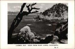 View of Carmel Bay, Point Lobos Postcard