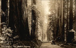 Car on the Redwood Highway Postcard