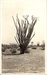 Desert Cactus Postcard