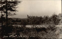 Deer at Shell Lake Wisconsin Postcard 