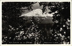 Mt. Shasta in the Spring Postcard