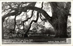 Mammoth Oak Chico, CA Postcard Postcard
