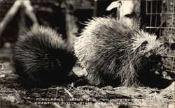 Porcupines, Crawford Notch State Park Postcard