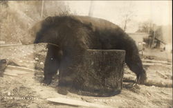 Two Hours After - Dead Bear Postcard